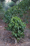 Guatemalan Antigua La Folie