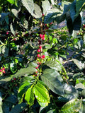 Guatemalan Antigua La Folie